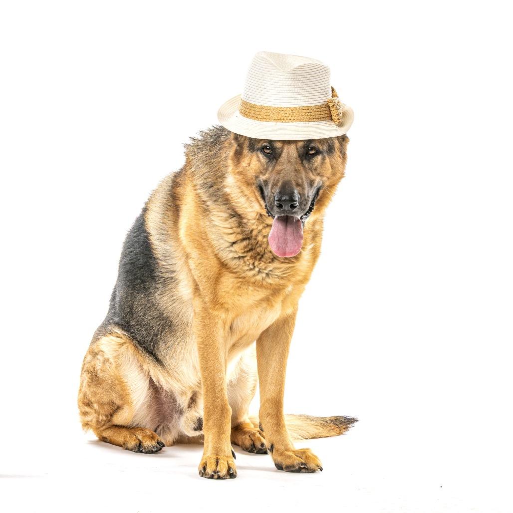 Enlarge Rhythm, a Adoptable German Shepherd Dog in Reno, NV image 4/6