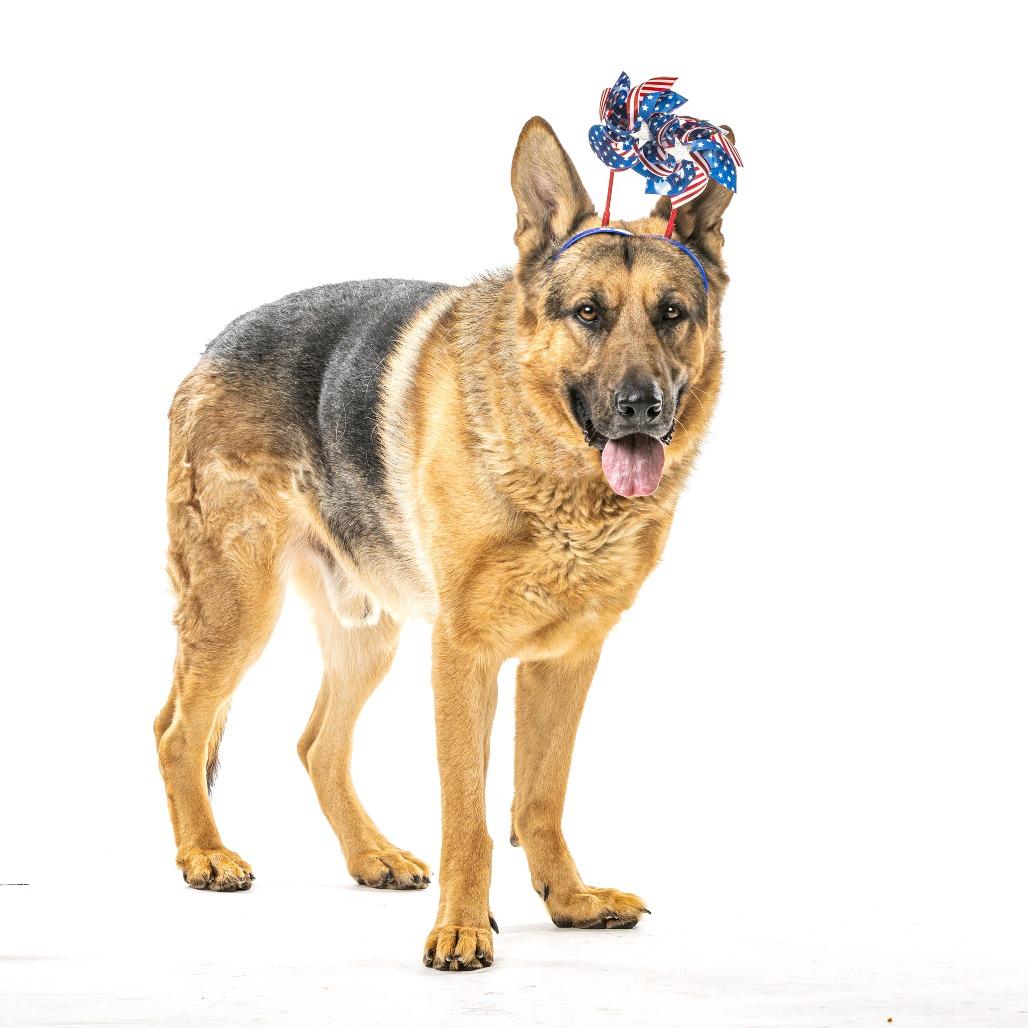 Enlarge Rhythm, a Adoptable German Shepherd Dog in Reno, NV image 5/6