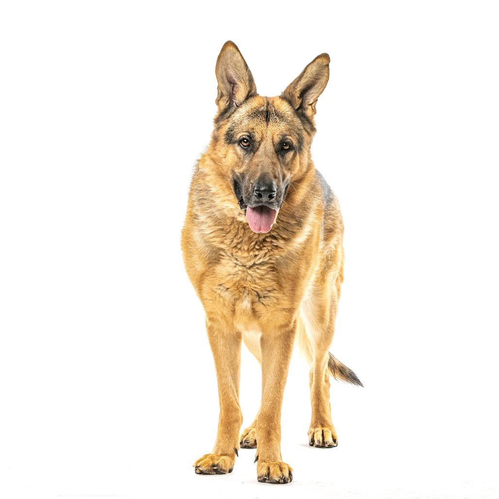 Enlarge Rhythm, a Adoptable German Shepherd Dog in Reno, NV image 6/6