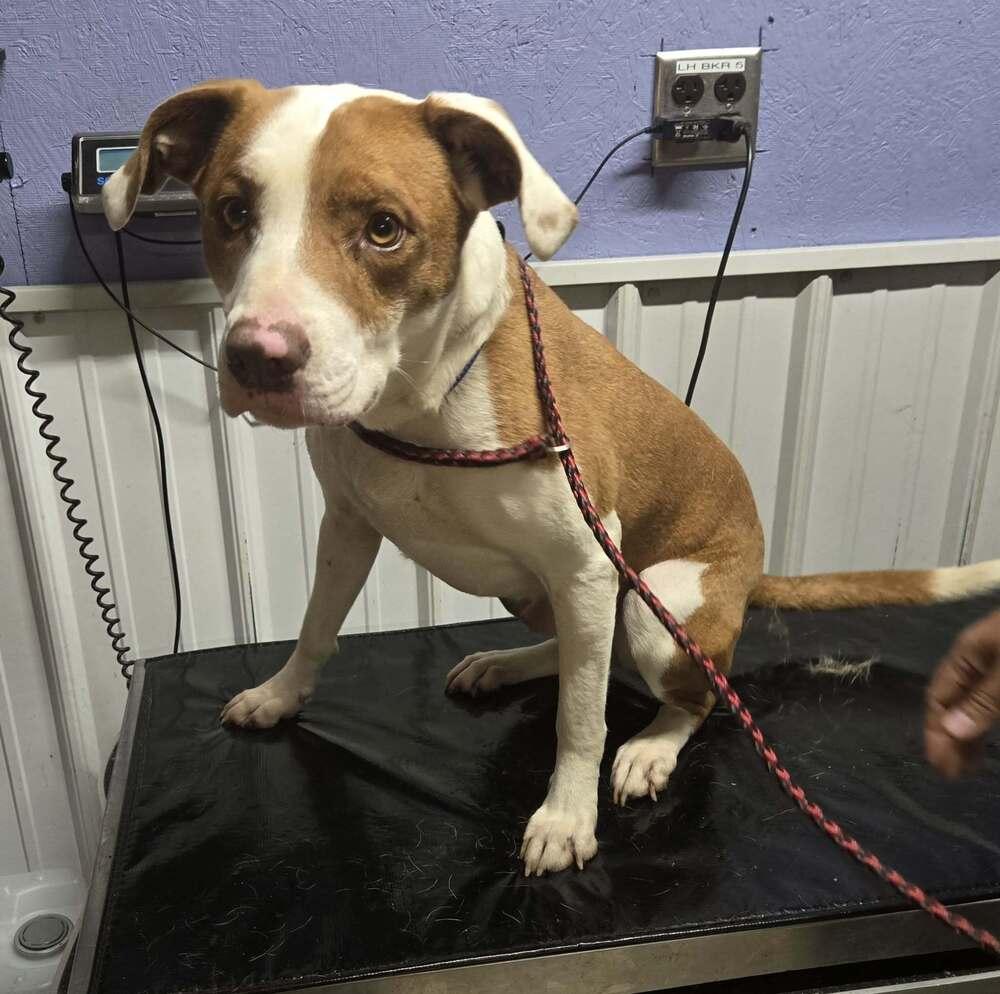 Bruno, Adoptable, Adult Male Pit Bull Terrier.