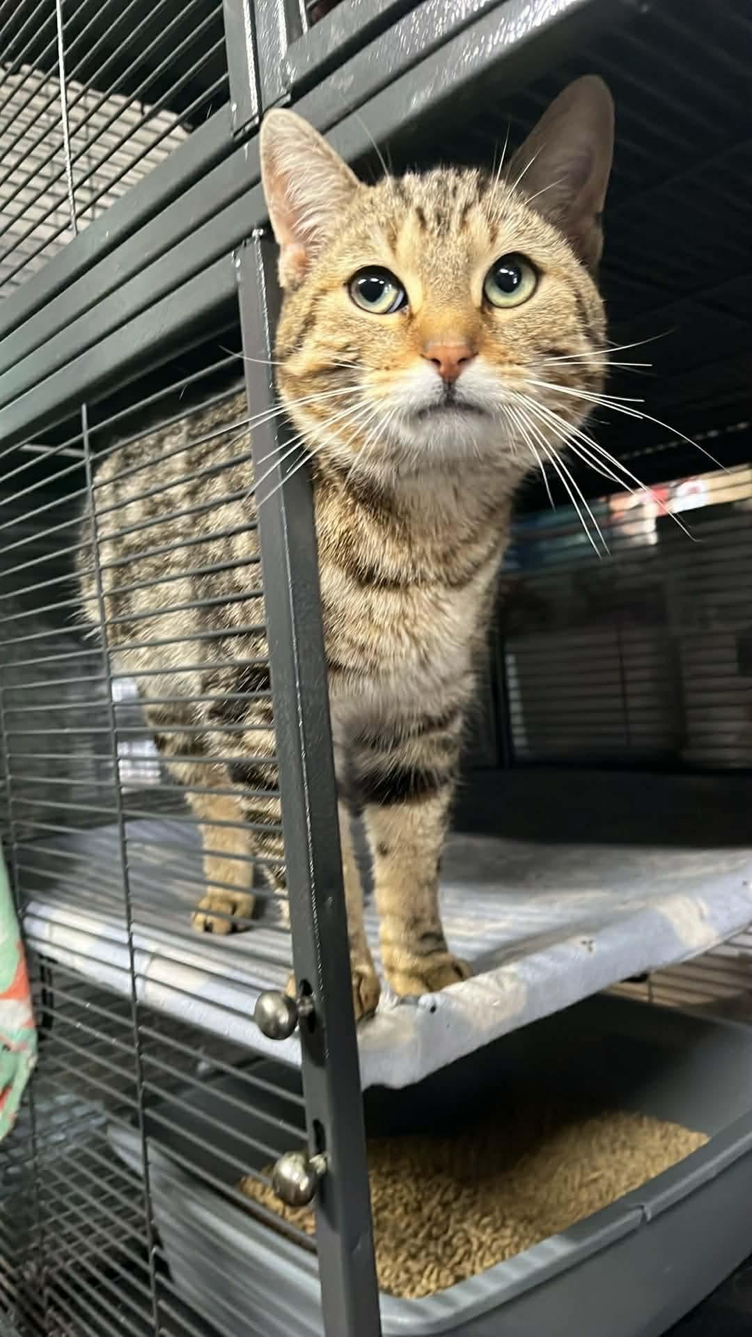 Enlarge DEXTER, a Adoptable Domestic Short Hair in Tillsonburg, ON image 1/1