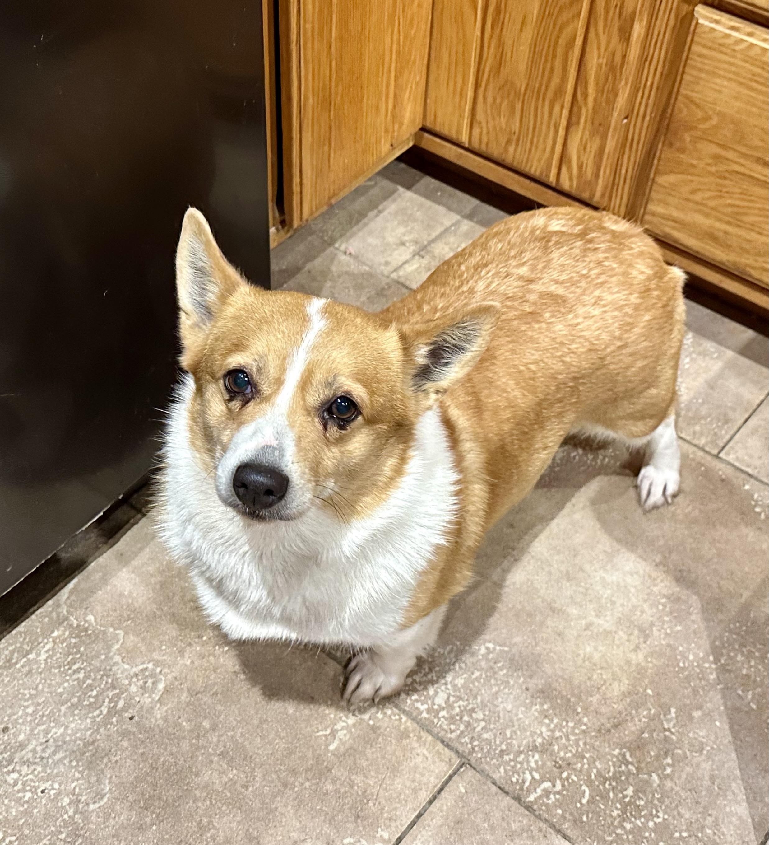 SWEET AND PETITE!!!, ADOPTABLE, Adult Female Corgi.