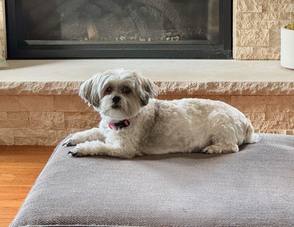 Lexi, Adoptable, Adult Female Shih Tzu.