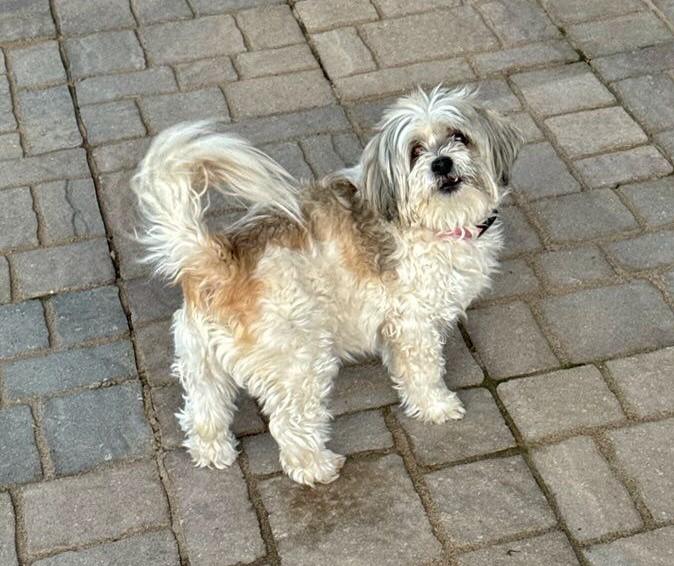 Enlarge Lexi, a Adoptable mixed breed in Schererville, IN image 2/6