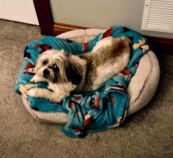 Enlarge Lexi, a Adoptable mixed breed in Schererville, IN image 3/6