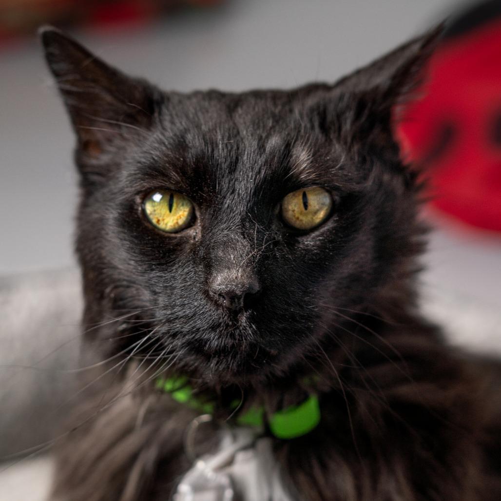 Enlarge Pamela, a Adoptable Domestic Short Hair in Lakewood, CO image 4/4