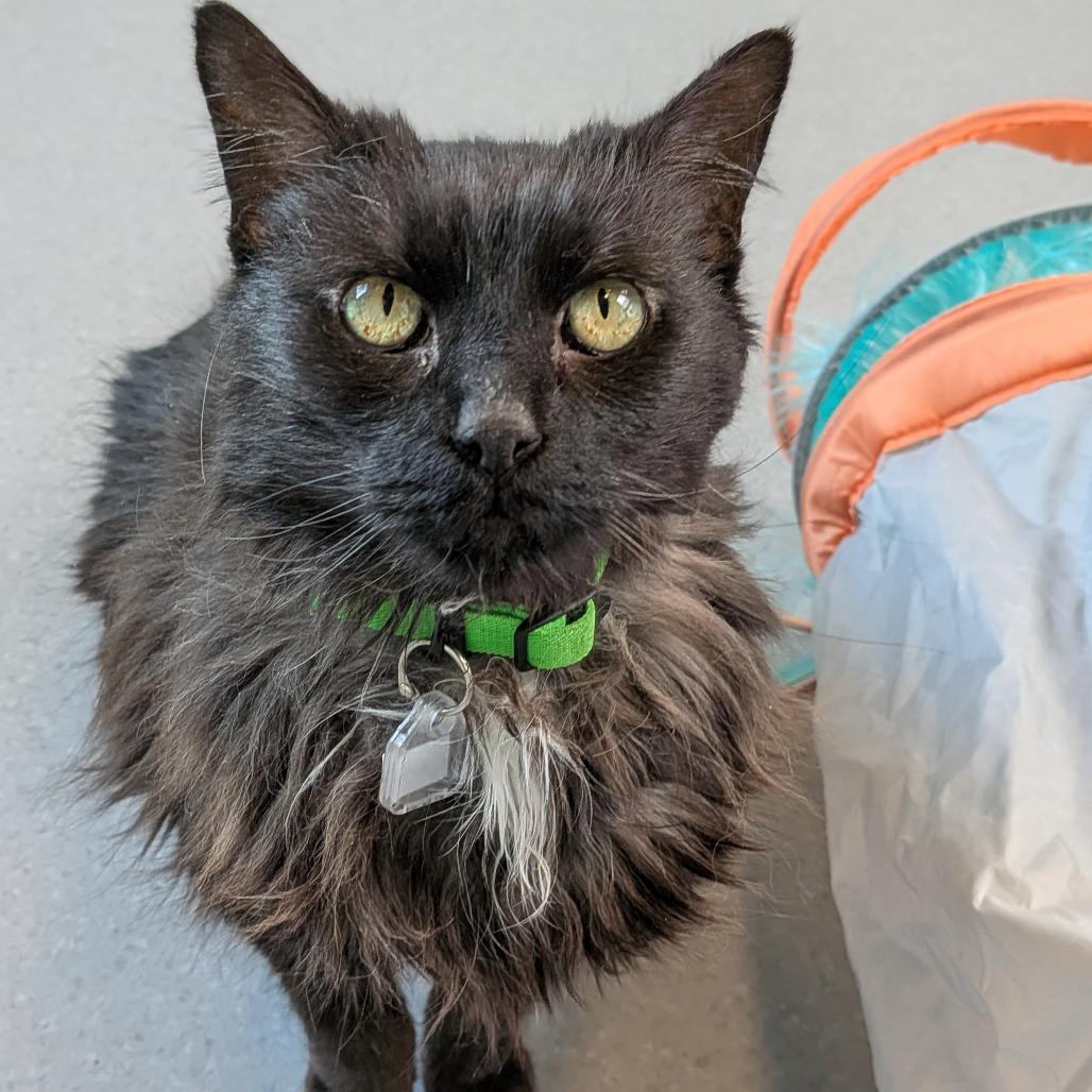 Pamela, a Adoptable Domestic Short Hair in Lakewood, CO image 5/5