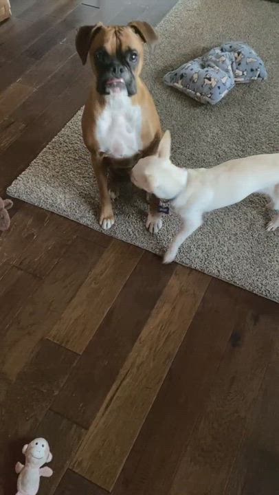 Enlarge Conway *ADORABLE* , a Adopted mixed breed in Plainfield, WI video 6/7