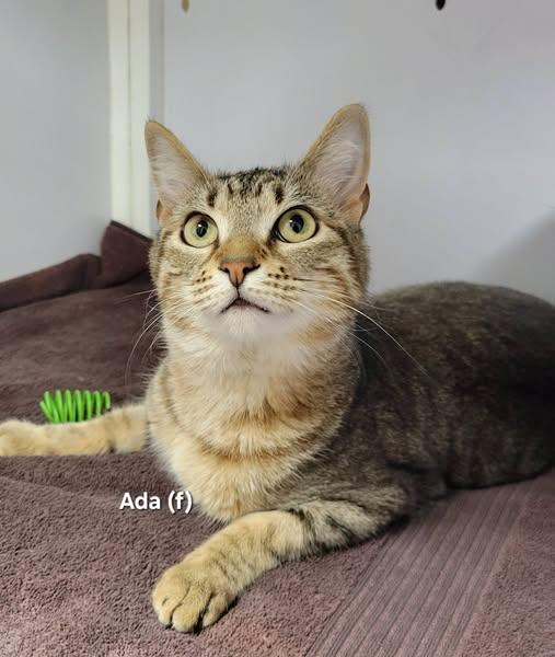 Ada, adoptable, Young Female Domestic Short Hair.