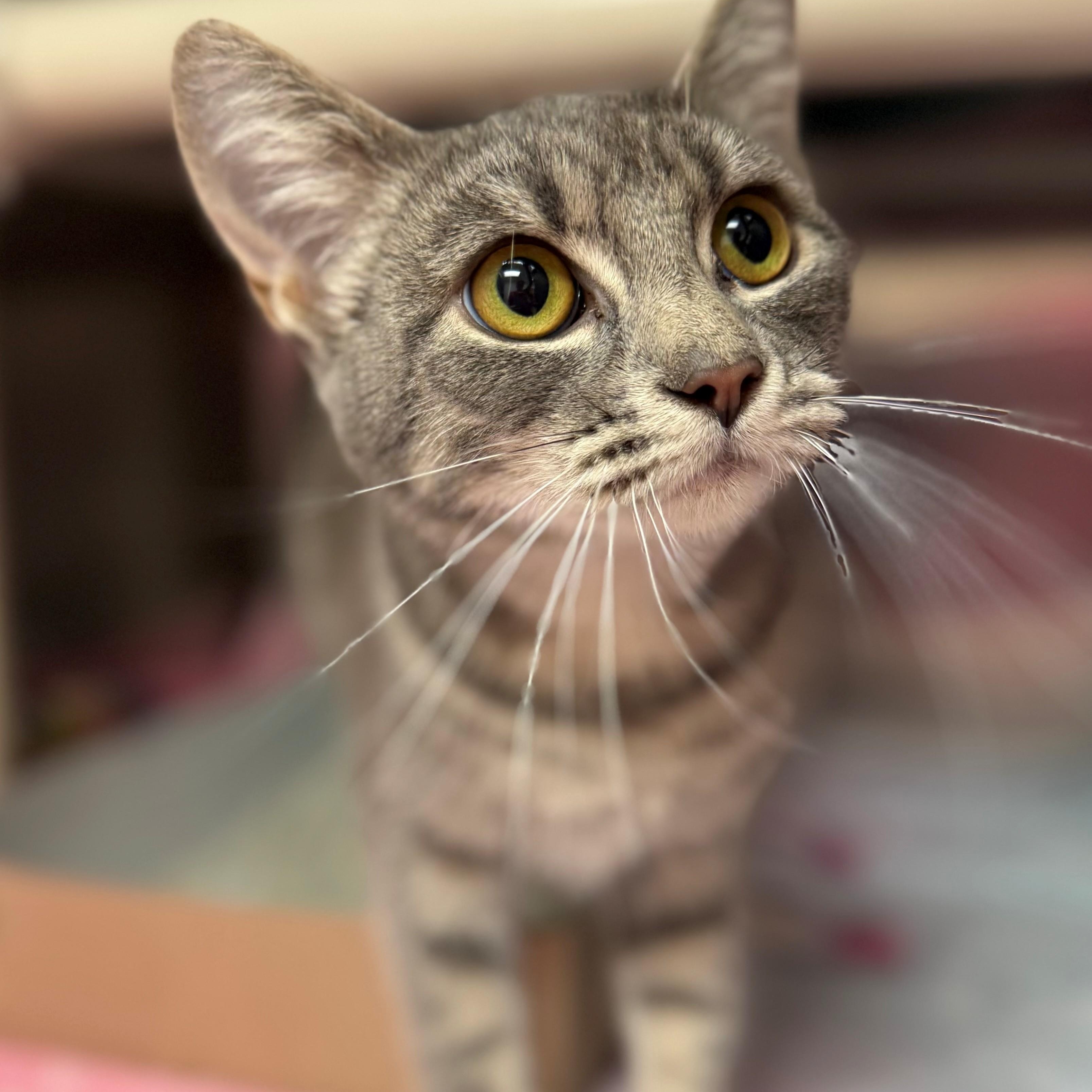 Briar, ADOPTABLE, Adult Female Domestic Short Hair.