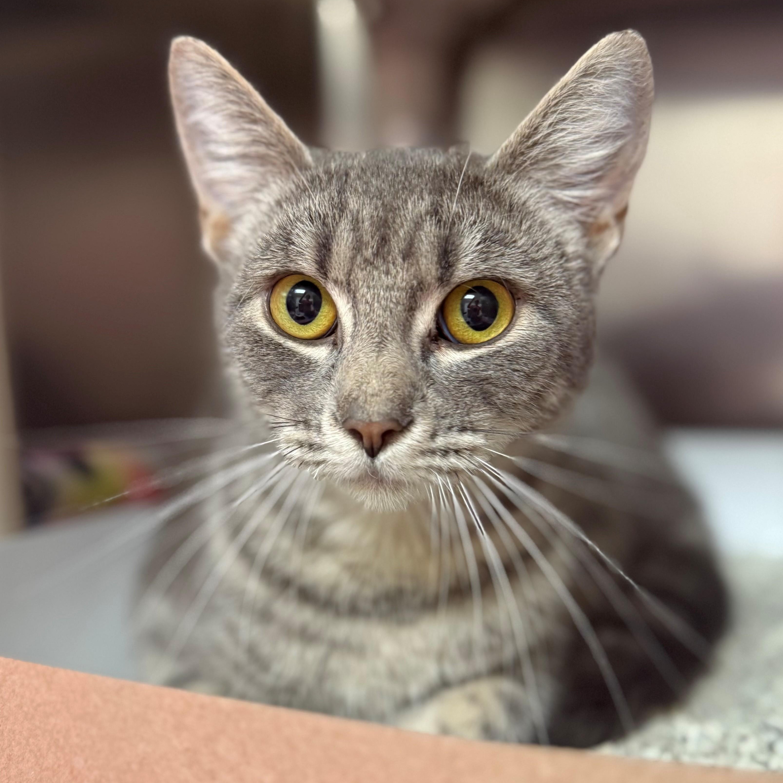 Briar, a ADOPTABLE Domestic Short Hair in St. Augustine, FL image 2/2