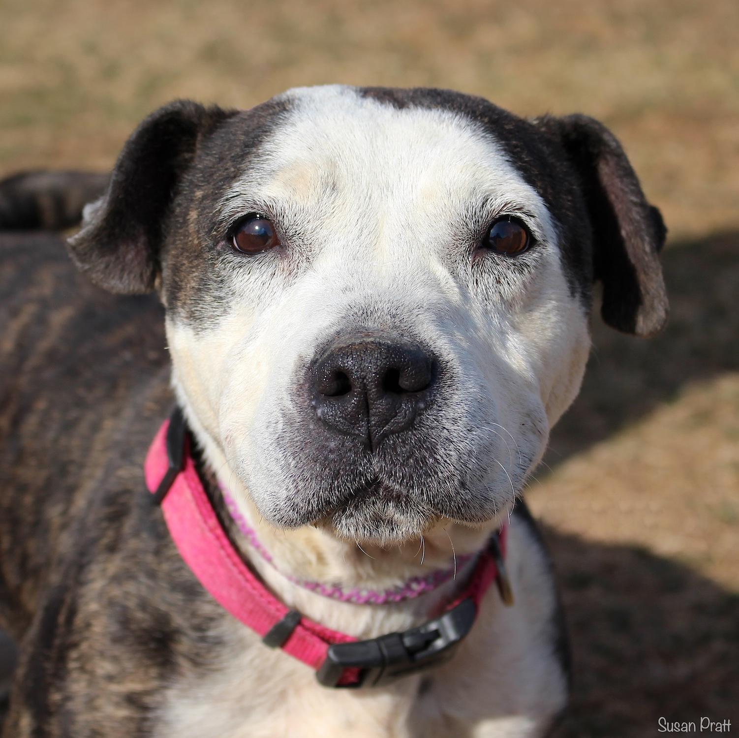 Abby, ADOPTABLE, Adult Female Pit Bull Terrier.