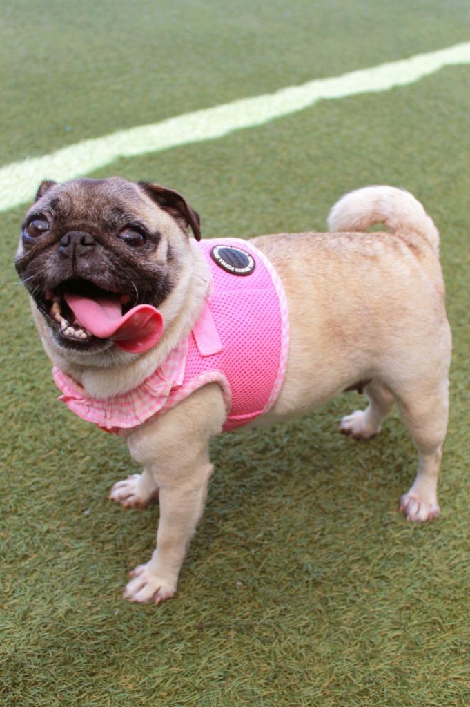 Marta, Adoptable, Adult Female Pug.