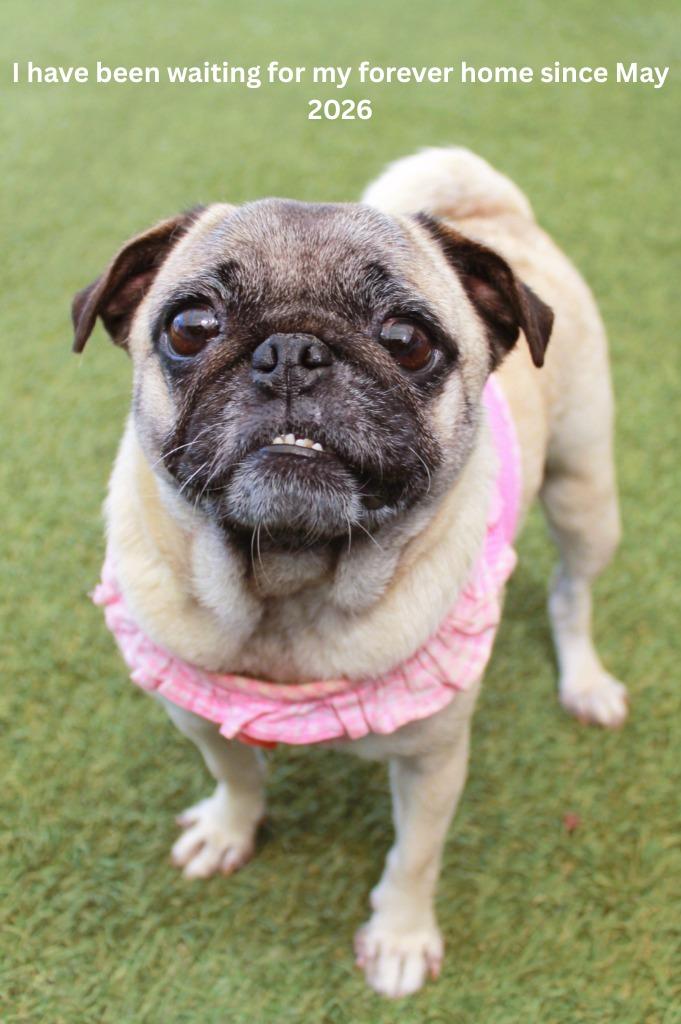 Marta, a Adoptable Pug in Gardena, CA image 2/6