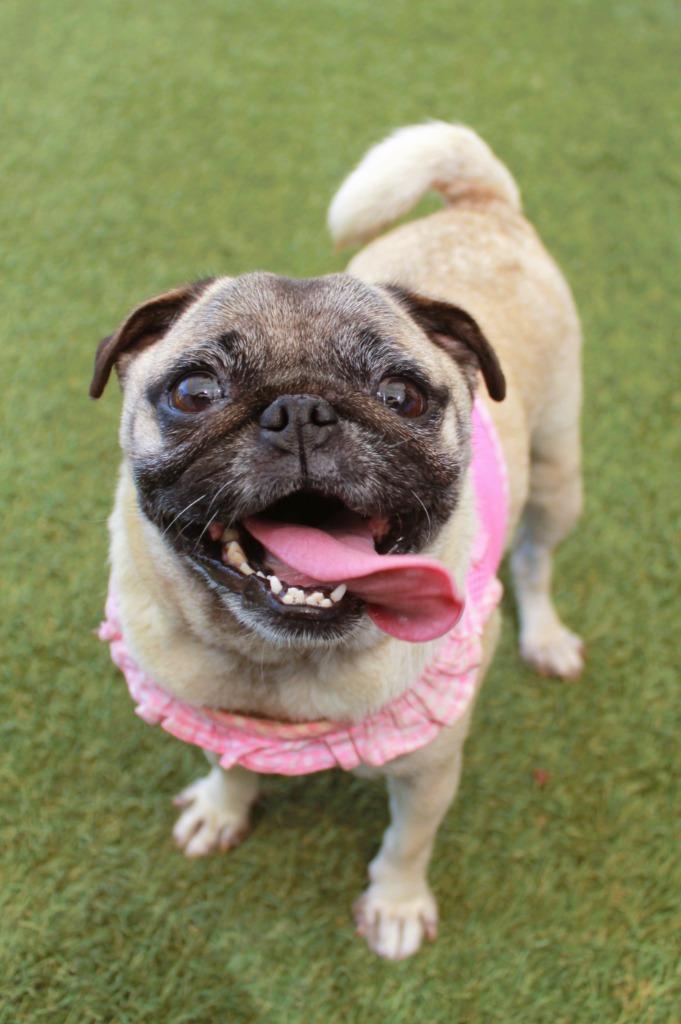 Marta, a Adoptable Pug in Gardena, CA image 3/6