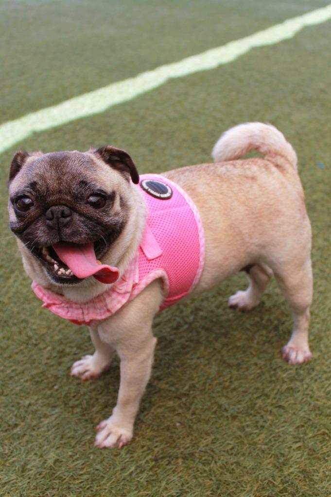 Marta, a Adoptable Pug in Gardena, CA image 4/6