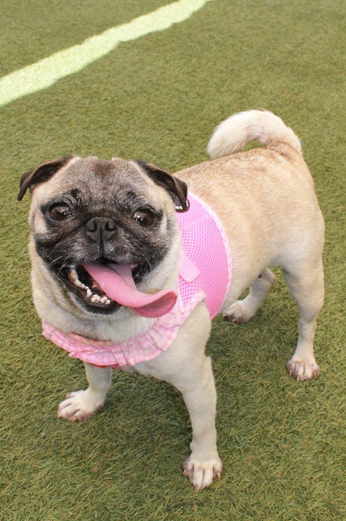 Marta, a Adoptable Pug in Gardena, CA image 5/6