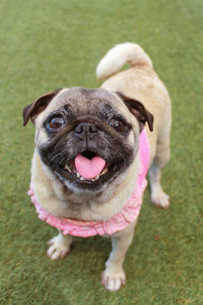 Marta, a Adoptable Pug in Gardena, CA image 6/6
