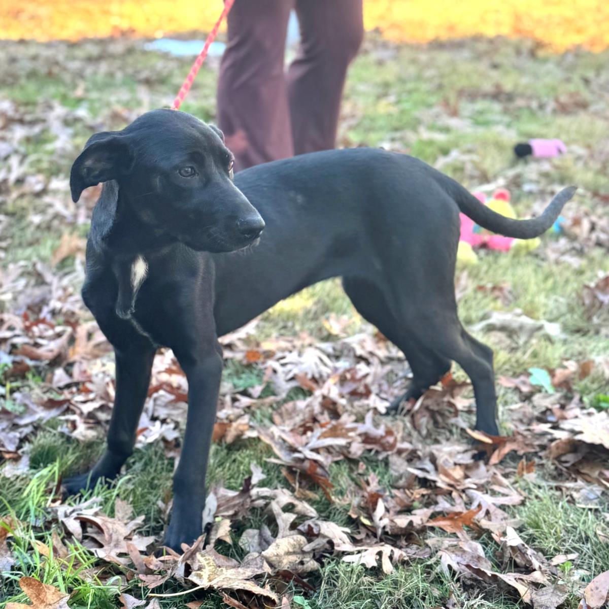 Enlarge Rose, a Adoptable mixed breed in Locust Fork, AL image 1/3