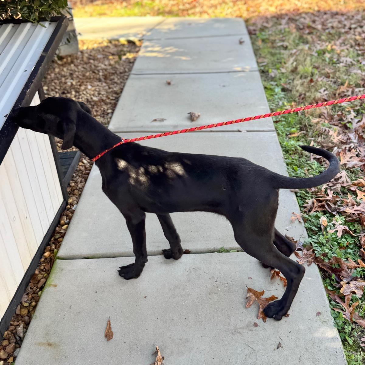 Enlarge Rose, a Adoptable mixed breed in Locust Fork, AL image 2/3