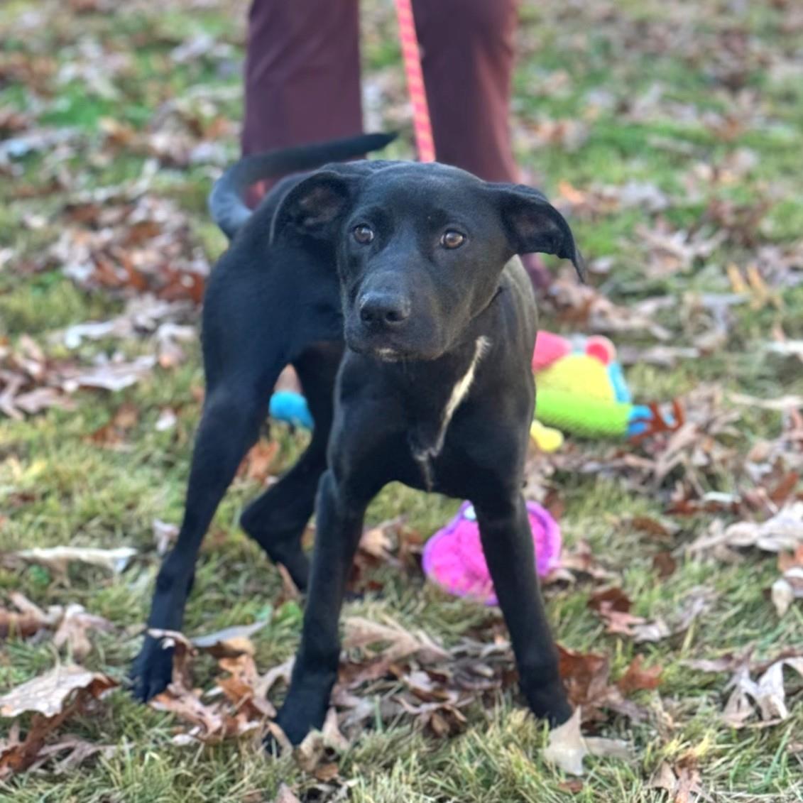 Enlarge Rose, a Adoptable mixed breed in Locust Fork, AL image 3/3