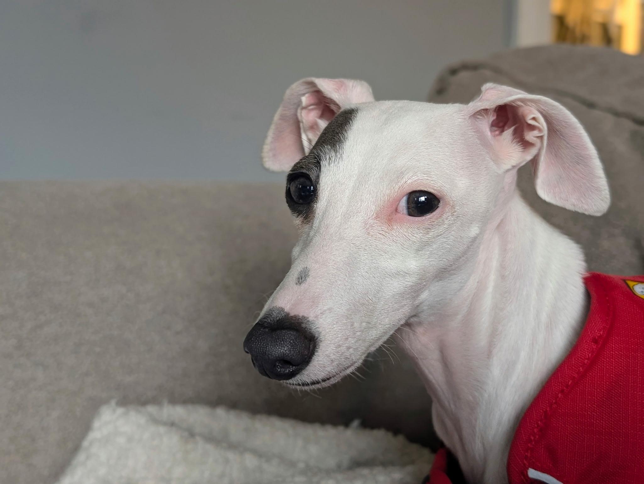 Ivy, a Adopted Italian Greyhound in Centennial, CO image 2/6