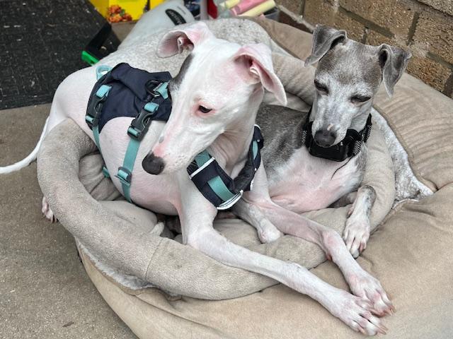 Ivy, a Adopted Italian Greyhound in Centennial, CO image 3/6