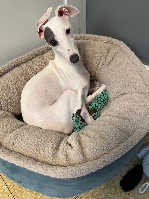 Ivy, a Adopted Italian Greyhound in Centennial, CO image 4/6