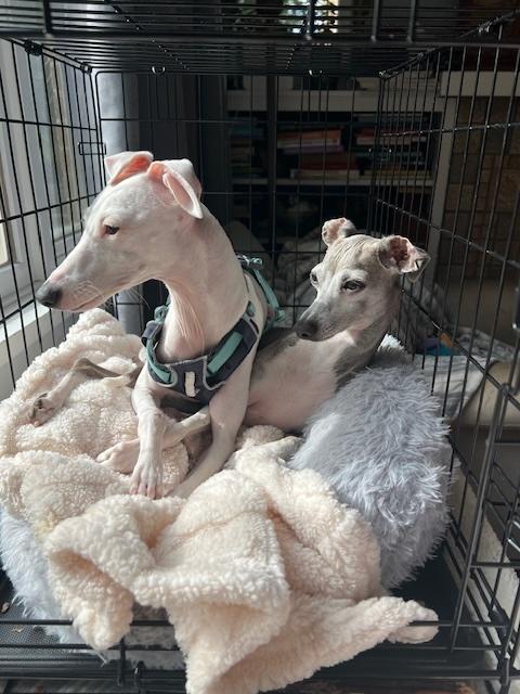 Ivy, Adopted, Young Female Italian Greyhound.