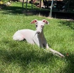 Ivy, a Adopted Italian Greyhound in Centennial, CO image 6/6