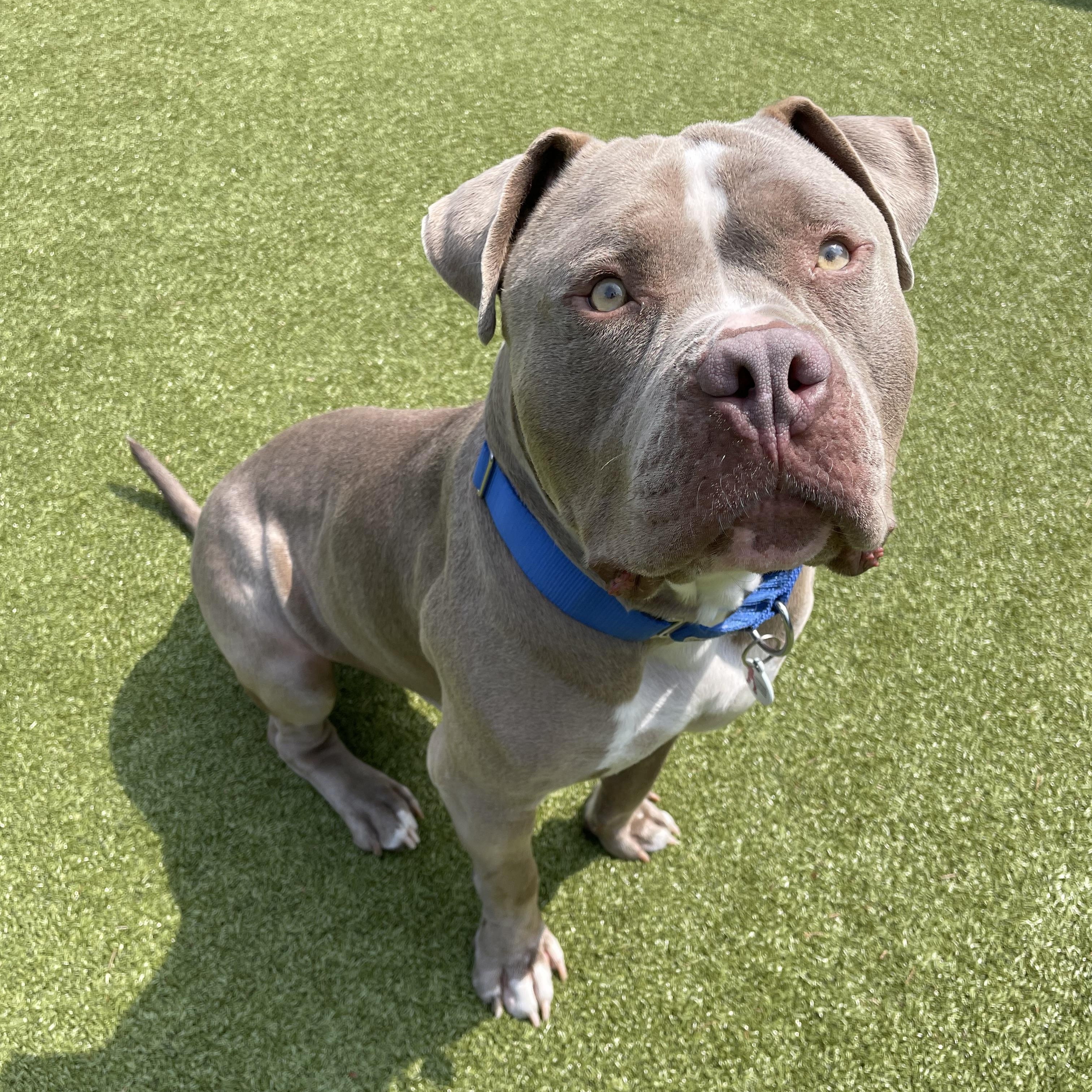 Eddi, Adoptable, Adult Male American Bully & Pit Bull Terrier.