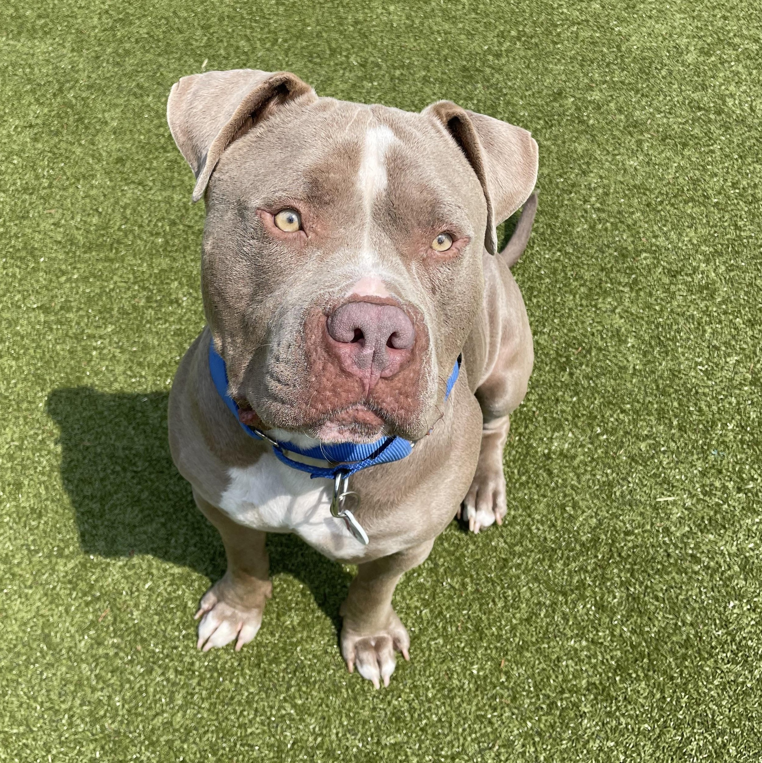 Eddi, a Adoptable mixed breed in Friday Harbor, WA image 5/6