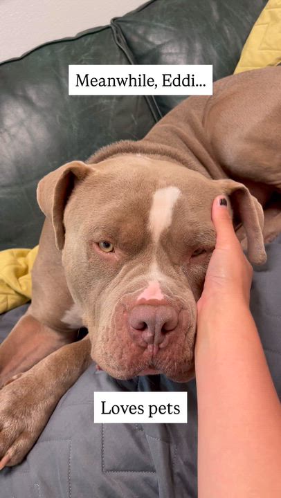 Enlarge Eddi, a Adoptable mixed breed in Friday Harbor, WA video 2/6