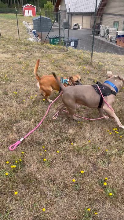 Enlarge Eddi, a Adoptable mixed breed in Friday Harbor, WA video 6/6