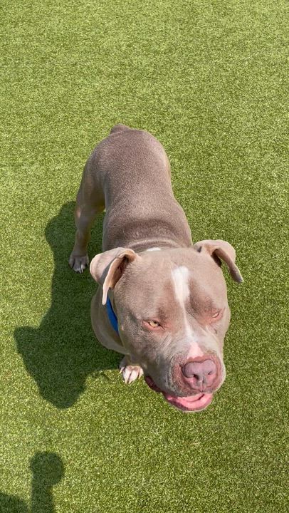 Enlarge Eddi, a Adoptable mixed breed in Friday Harbor, WA video 4/6