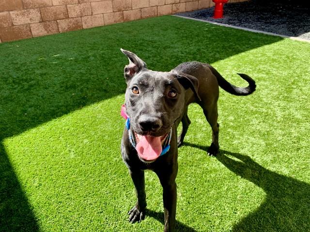 CHAYAN, Adoptable, Young Female Labrador Retriever & Pit Bull Terrier.