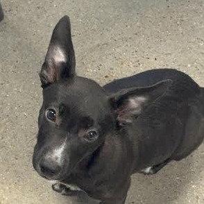Low-low male 3 months AVAILABLE 8/12, Adoptable, Young Male Dachshund.