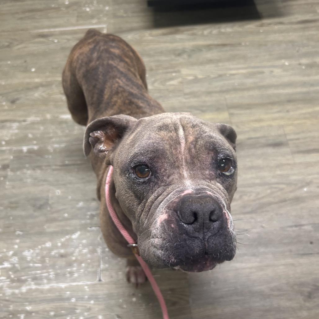 Zack, Adoptable, Adult Male Terrier.