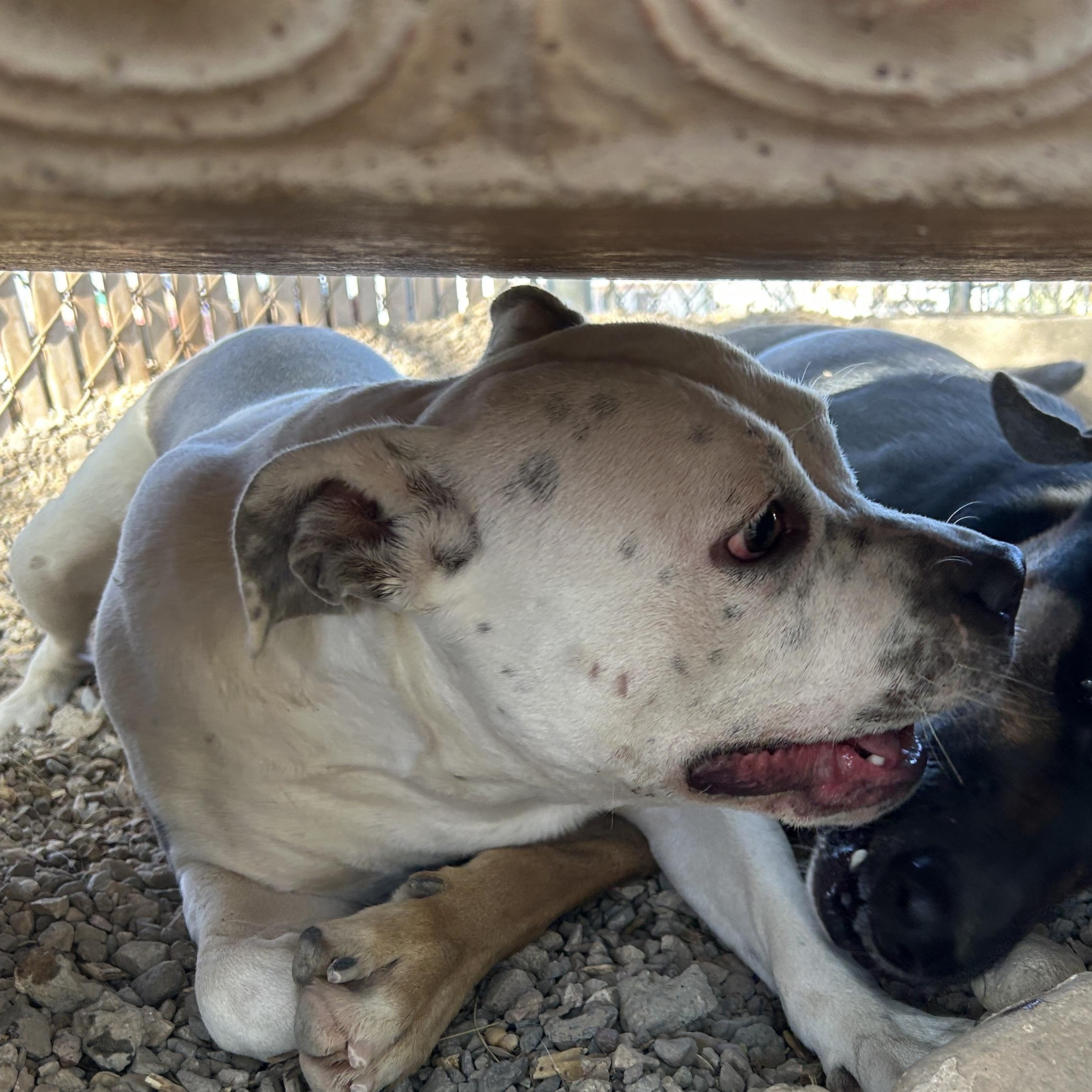 Lily, ADOPTABLE, Adult Female Pit Bull Terrier.