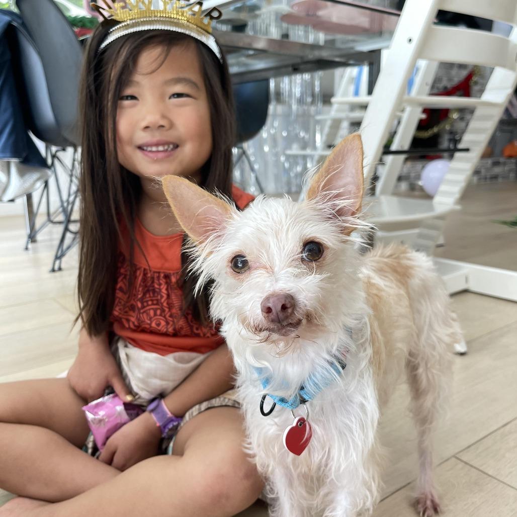 Enlarge Mick Shrimpton, a Adoptable mixed breed in Los Angeles, CA image 2/5