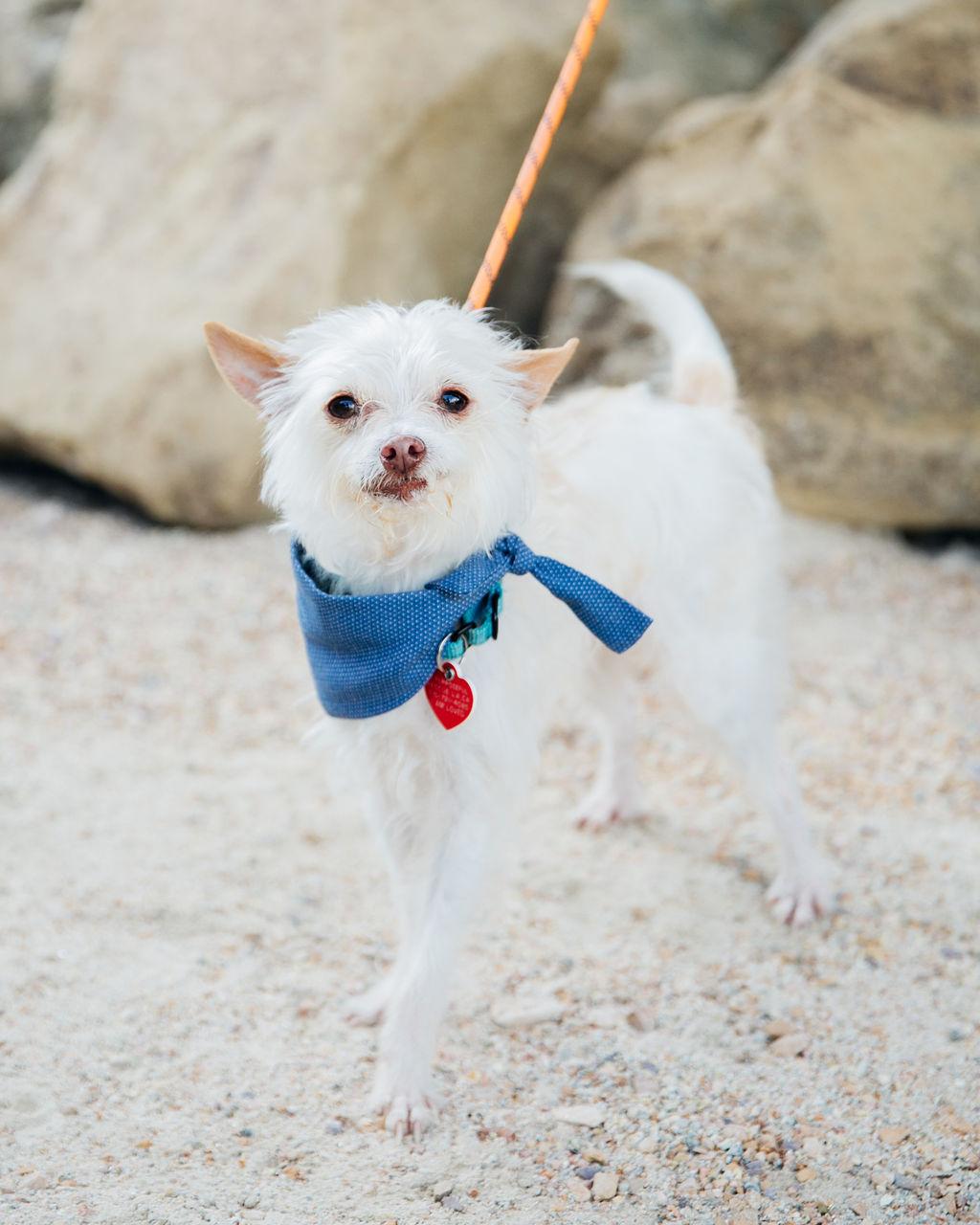 Enlarge Mick Shrimpton, a Adoptable mixed breed in Los Angeles, CA image 1/5