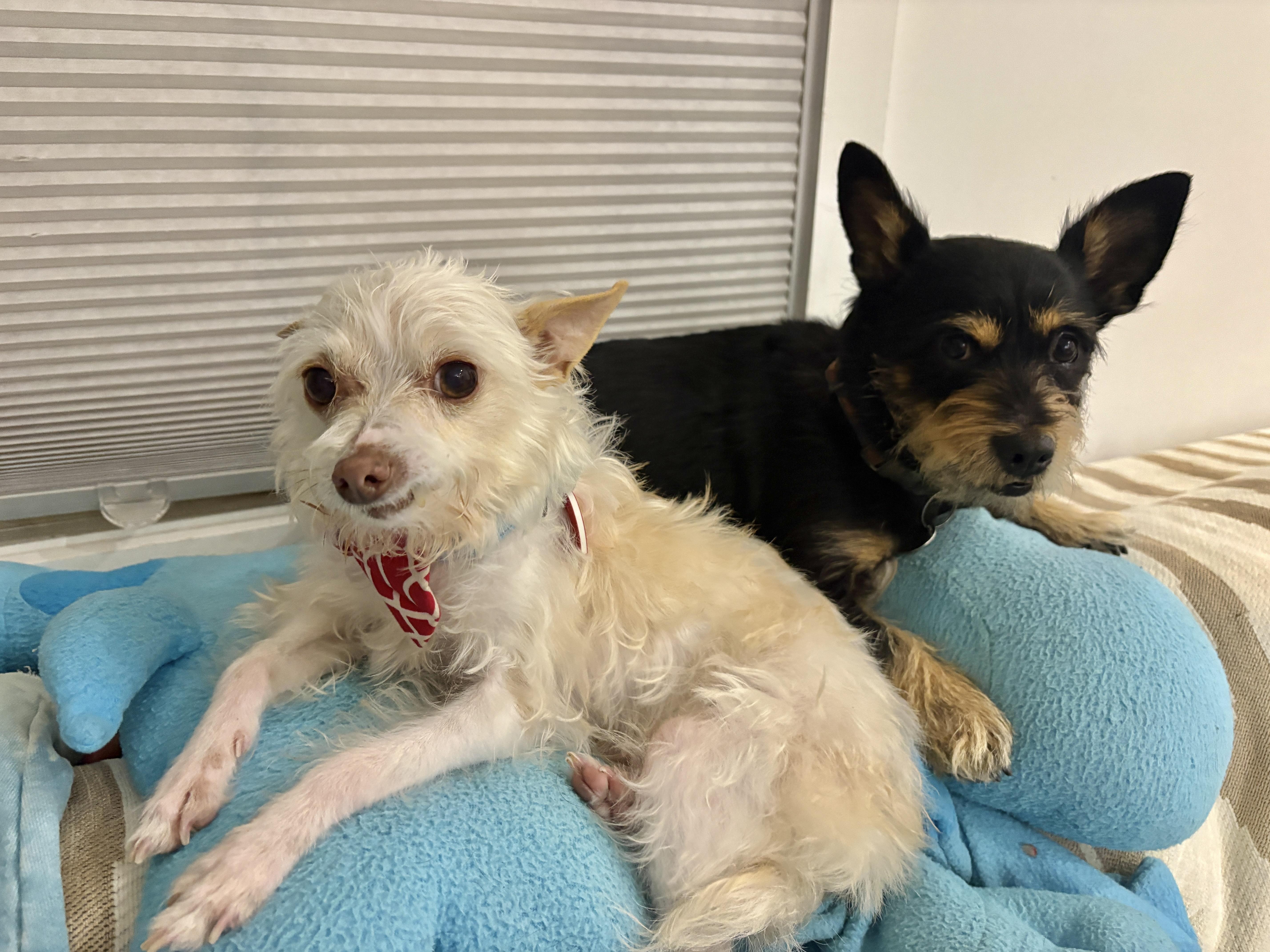 Enlarge Mick Shrimpton, a Adoptable mixed breed in Los Angeles, CA image 3/5