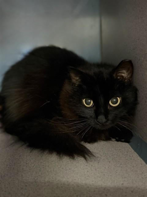 STORM, Adoptable, Adult Female Domestic Short Hair.