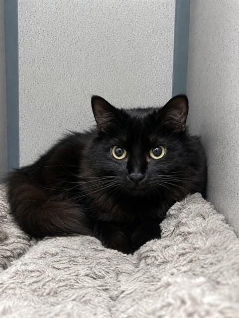 STORM, Adoptable, Adult Female Domestic Short Hair.