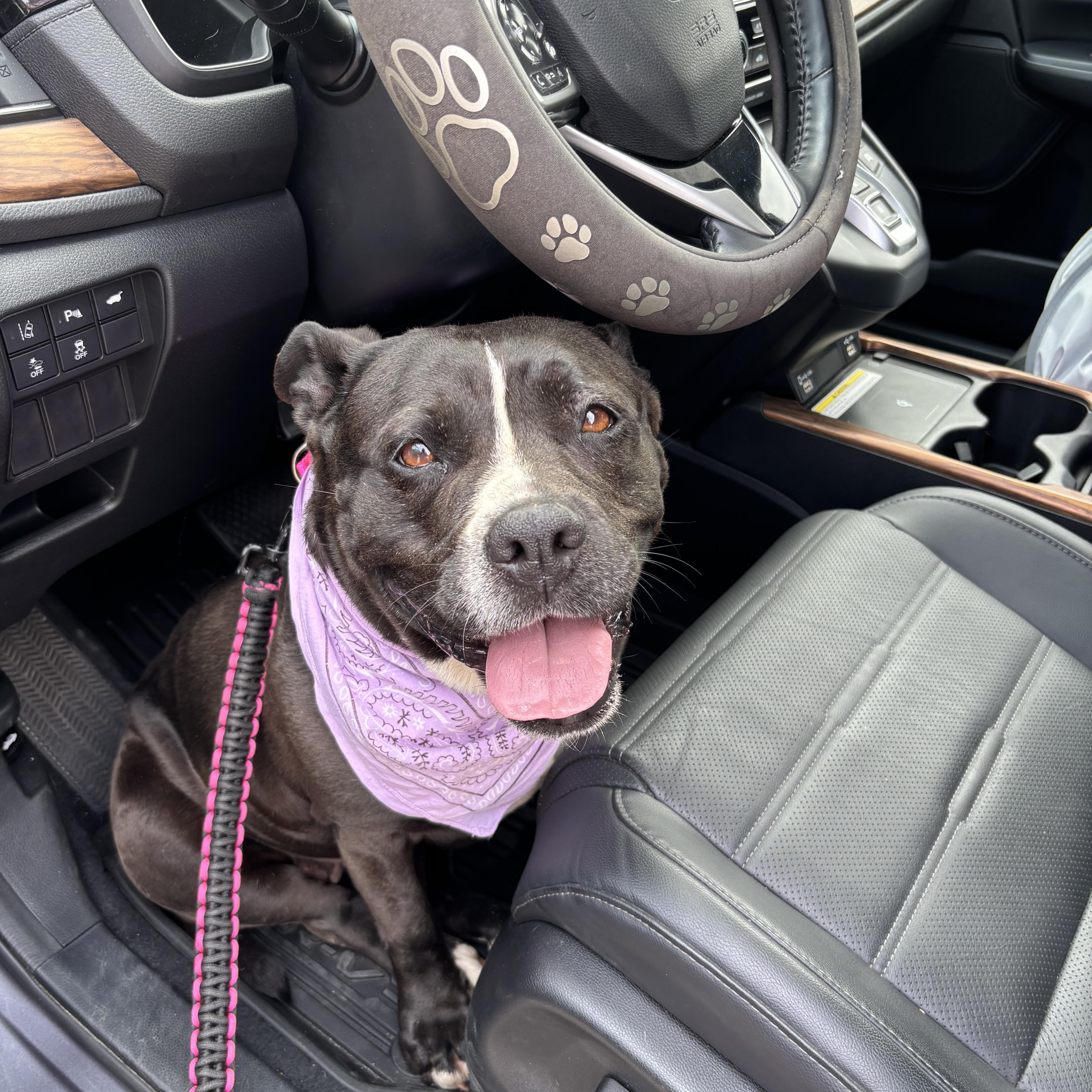 Enlarge Chiquita, a ADOPTABLE Mixed Breed in Blanco, TX image 2/5