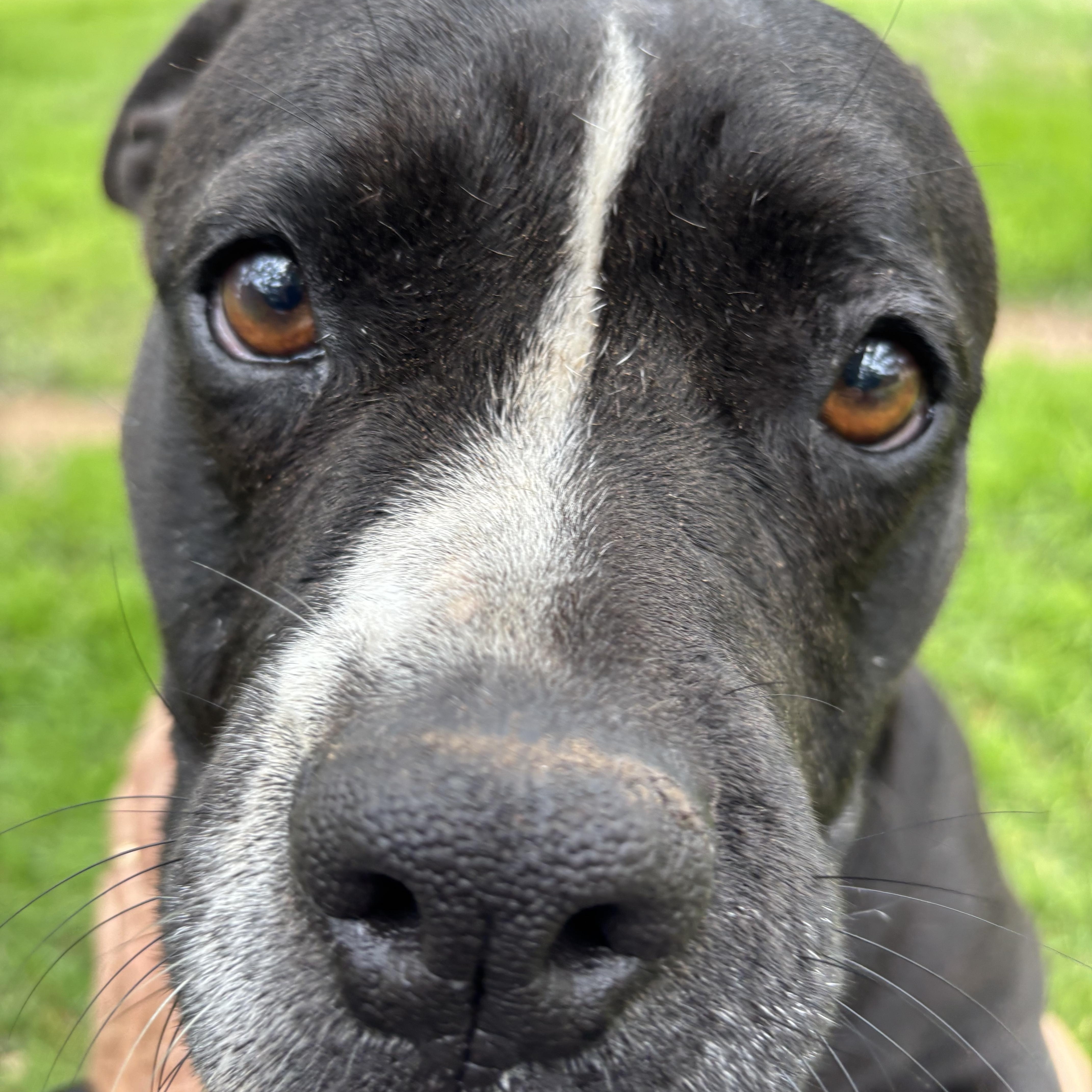 Enlarge Chiquita, a ADOPTABLE Mixed Breed in Blanco, TX image 5/5