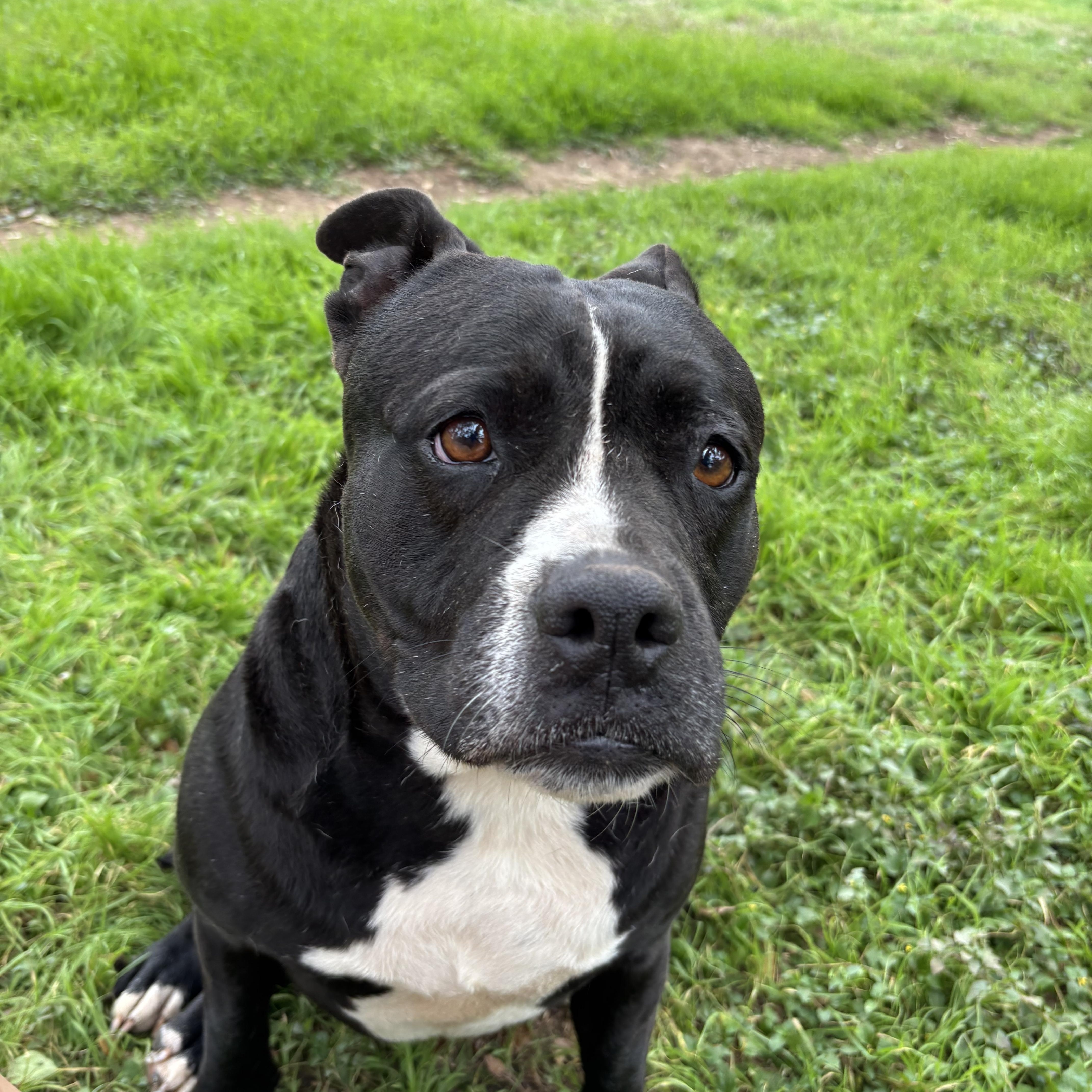 Enlarge Chiquita, a ADOPTABLE Mixed Breed in Blanco, TX image 1/5