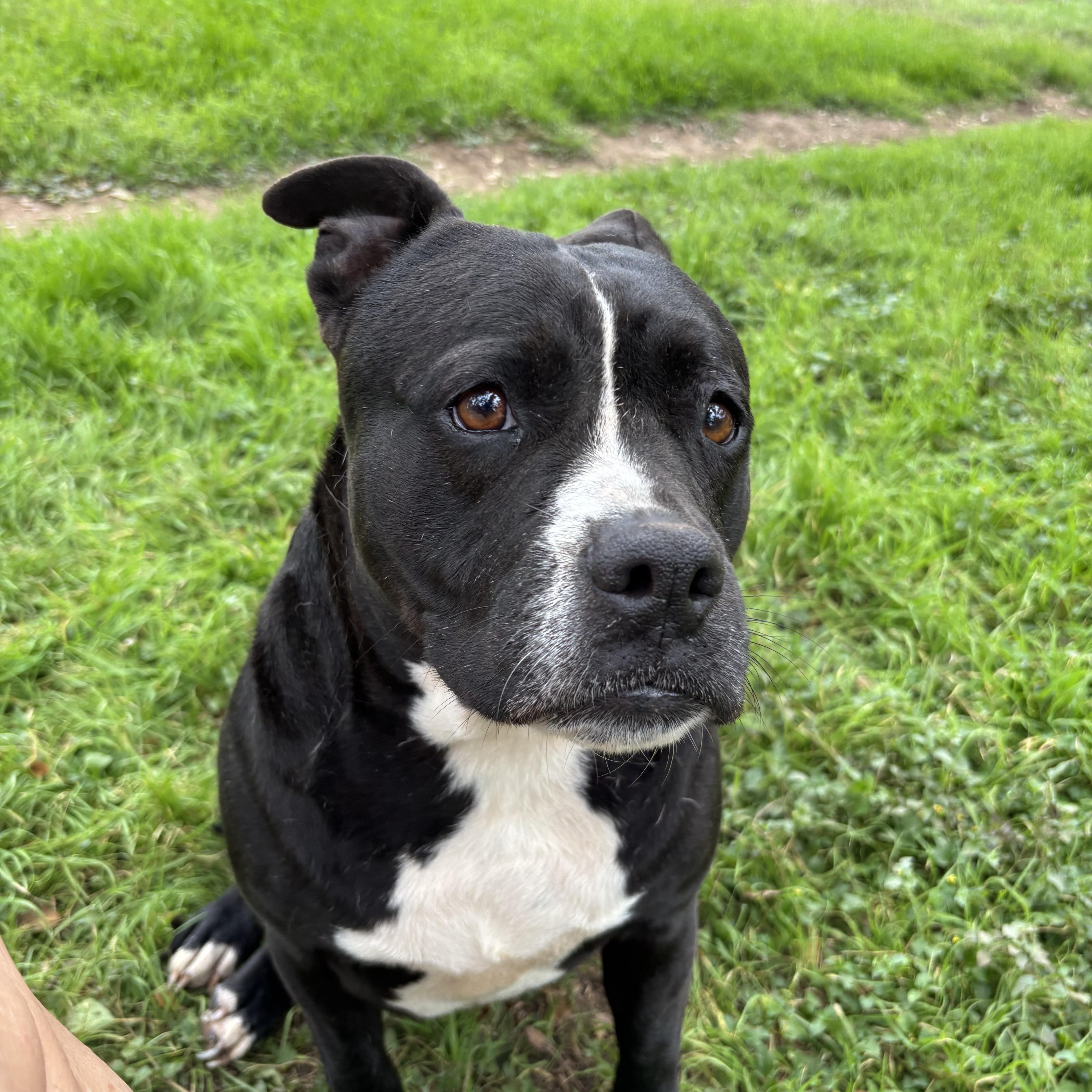 Enlarge Chiquita, a ADOPTABLE Mixed Breed in Blanco, TX image 4/5