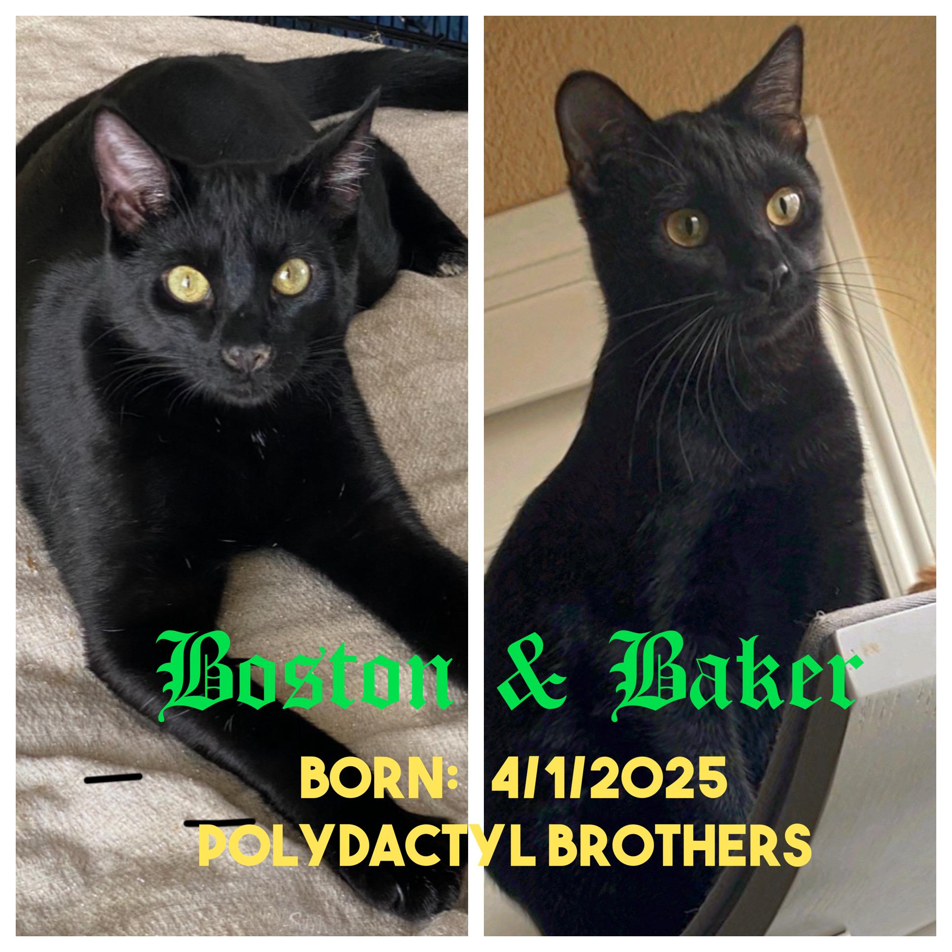 Enlarge Boston and Baker, a Adoptable Domestic Short Hair in Oakley, CA image 1/2