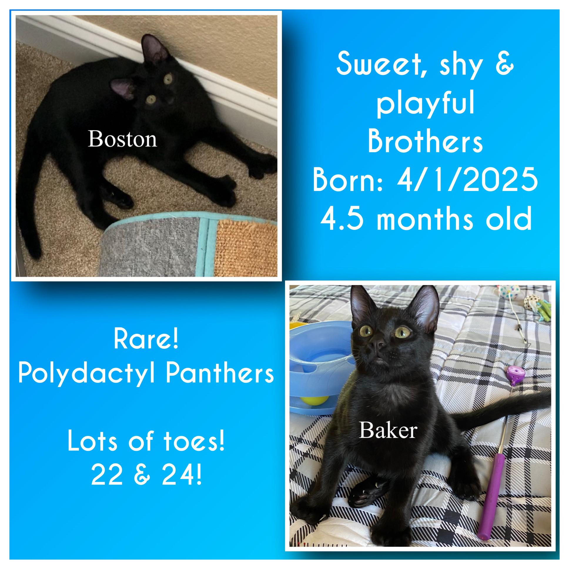 Boston and Baker, Adoptable, Young Male Domestic Short Hair.